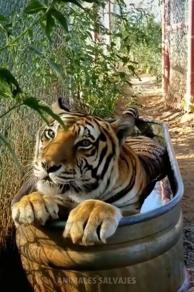 Here’s a Tiger chillin’... cutest thing…