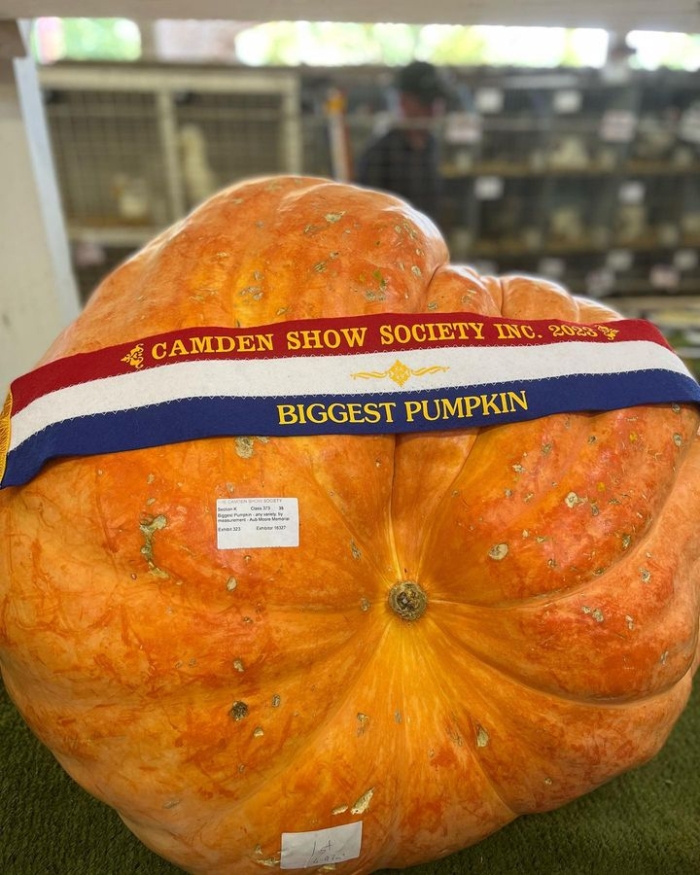 ✨ Camden Show has something for everyone!...